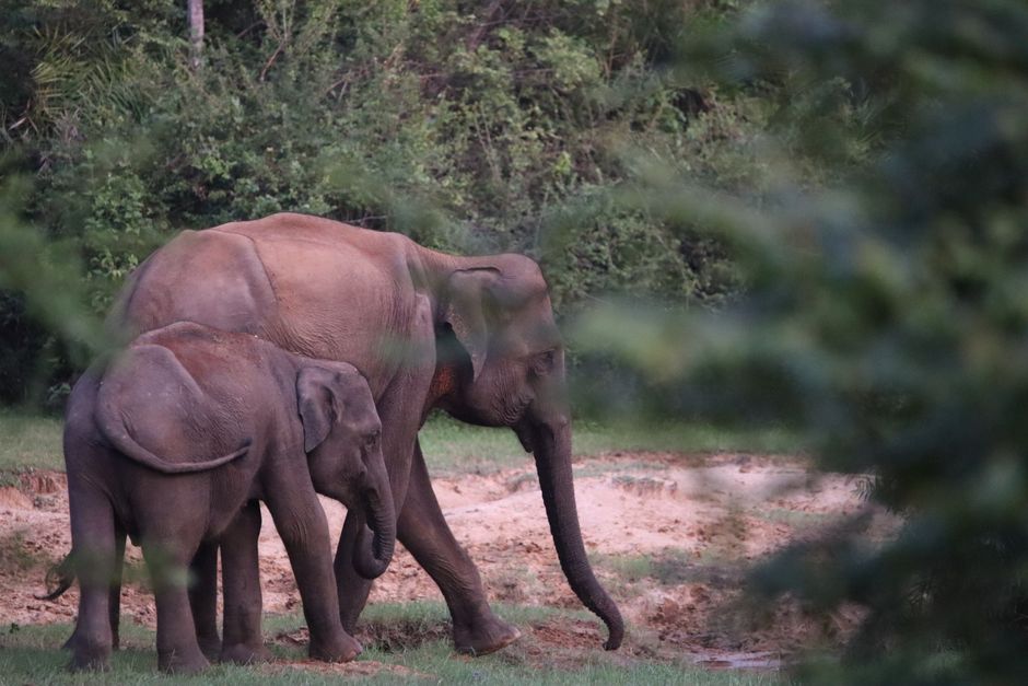 Minneriya National Park