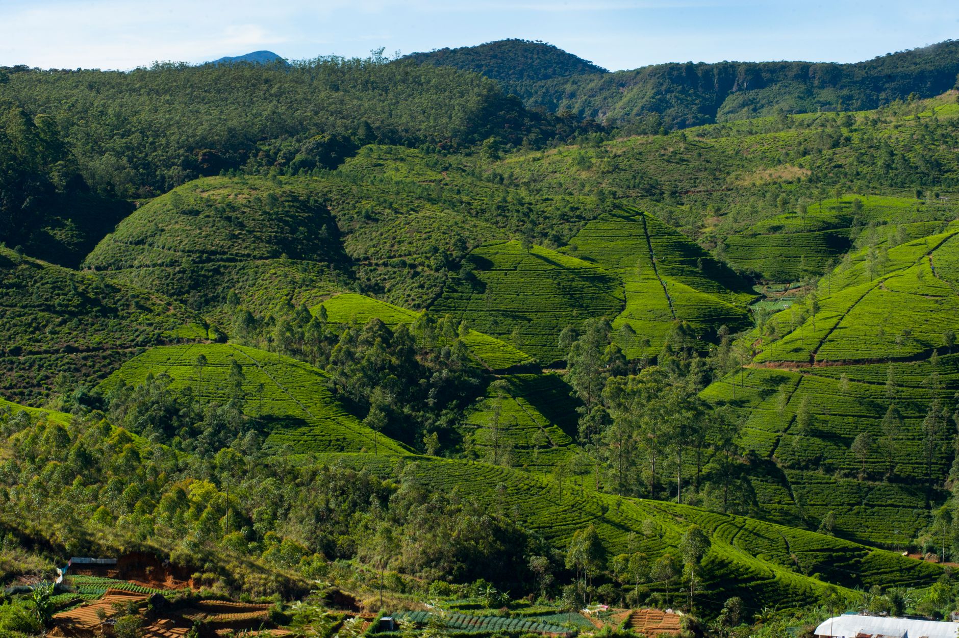 Nanu Oya Drop: From Kandy via Nuwara Eliya